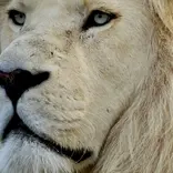 Rescued white lion