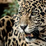 A resident Jaguar