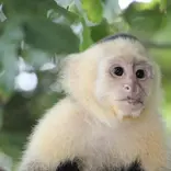 GLA Costa Rica