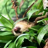 Wildlife Conservation- Costa Rica