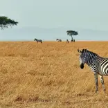 The Kenyan Explorer