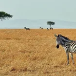 The Kenyan Explorer