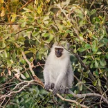 Wildlife Conservation- South Africa