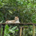 Amazon Animal Conservation- Ecuador