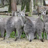 Wildlife Rescue and Farmlife- Australia