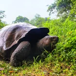 Explore the rich ecosystems and biodiversity that the Galapagos Island has to offer!