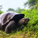 Explore the rich ecosystems and biodiversity that the Galapagos Island has to offer!