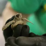 Turtle Conservation Program (College)