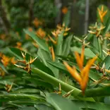  Cloud Forest Environmental Protection in Ecuador