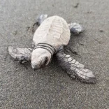 Turtle Conservation in Costa Rica