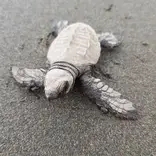 Turtle Conservation in Costa Rica