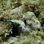 Marine Conservation in Spain