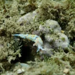 Marine Conservation in Spain