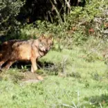Wolf Conservation in Portugal