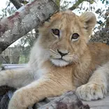 Wildlife Conservation in South Africa 
