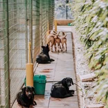 Animal Rescue in Croatia