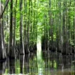 Environmental Conservation in New Orleans, USA
