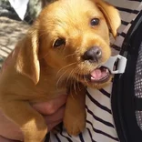Animal Rescue in Argentina