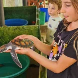 Sri Lanka - Family-Friendly Sea Turtle Rescue and Rehabilitation - GoEco