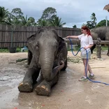 washing elephant