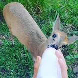 Rescued young Grey Duiker