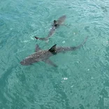 Sharks and seagulls