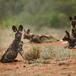 Endangered African Wild Dog research