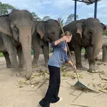 elephants