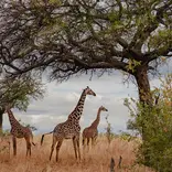 anna chah kenya