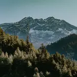 A snowy mountain range rises above dense evergreen forests, with early sunlight casting shadows across the trees under a clear sky.