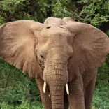 African elephant jayne ellis