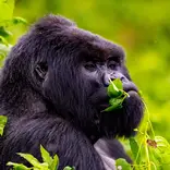 rwanda gorilla luke chavez