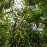 Amazon Rainforest Canopy