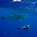 Student swimming with a whale shark