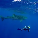 Student swimming with a whale shark