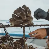 Pocillapora coral attached on a structure
