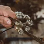 Euphyllia coral on a restoration structure
