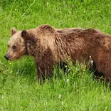 brown bear in tuscany