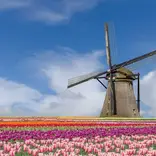 Flowers in bloom in Amsterdam