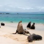 Sea Lions in the Galapagos