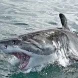 Shark-conservation