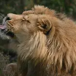 Lion Sanctuary