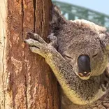 koala in tree