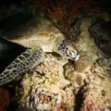 Turtle Conservation