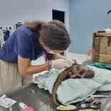 Wildlife Veterinary Internship - Laos
