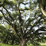 Environmental Conservation New Orleans