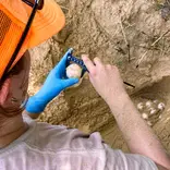 Marine Turtle Conservation in Okinawa