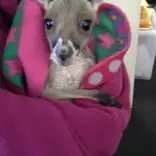 A joey looks at the camera while bundled in a felt pouch