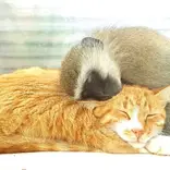 A safe haven for all animals in need