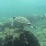 Green sea turtle swimming in Kefalonia